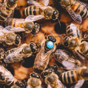 Honey bees and queen bee on honeycomb work together in hive
